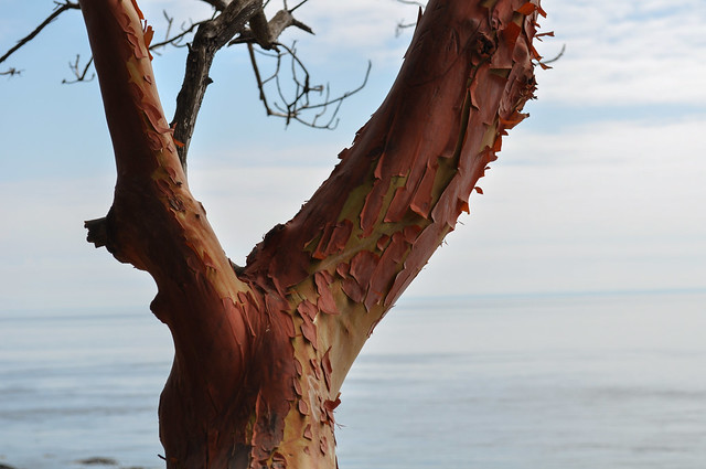 Madrona tree in the sound