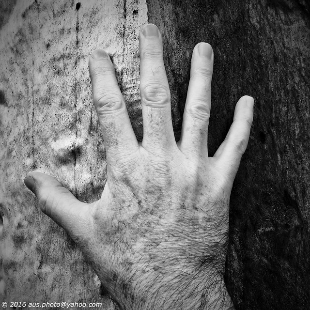 Tree / Fingers (4)