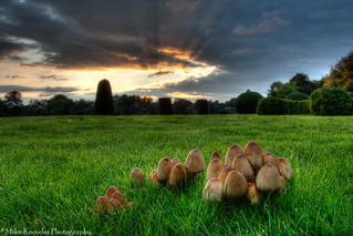 Fungi Sunset