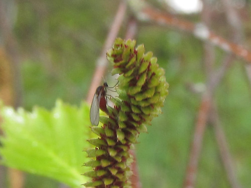 Semudobia sp. (f) ovipositing in Betula pendula catkin