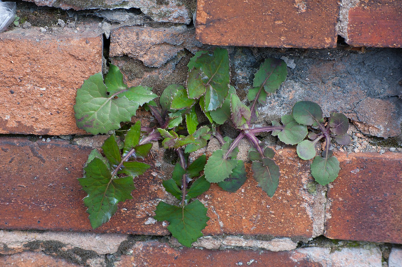 Plant growing from mortar
