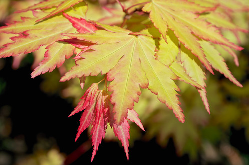 Japanese Maple Leaf | by Xtra Flare