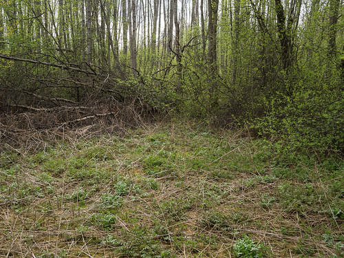 green forest woodland woods sweden sverige dalarna shrubbery clearing borlänge em5 panasonic20mmf17 bäckelund