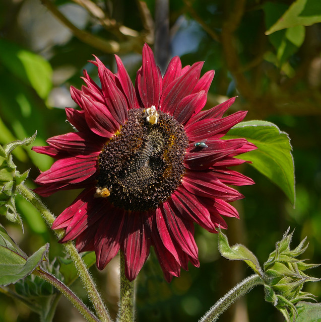 moth-eaten sunflower