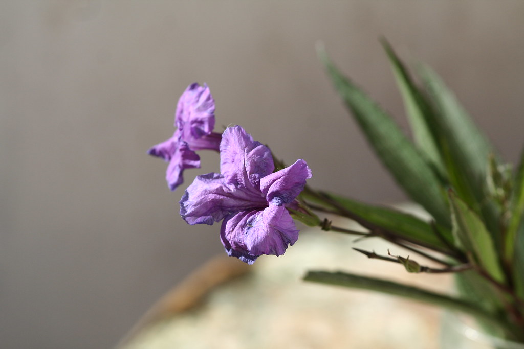 Flores violetas | Flores silvestres color violeta. La Plata,… | Flickr