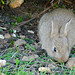 Flickr photo 'European Rabbit (Oryctolagus cuniculus)' by: Bernard DUPONT.
