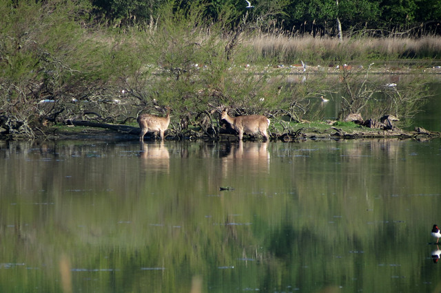 Deer on Brownsea Lagoon