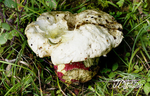 Devils Bolette | by The One Bespoke fine art prints by Samantha. To Wh