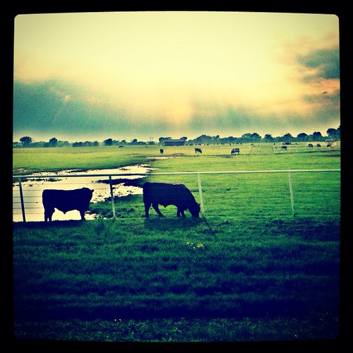 sunset cow iphoneography