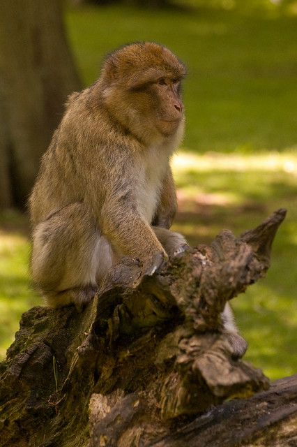 Barbary Macaque 2