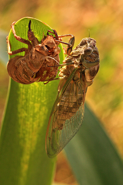 Cigale séchant au soleil - Cicada's drying in the sun