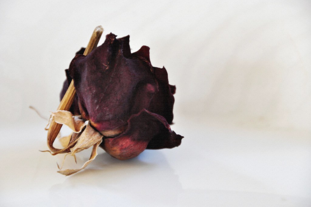 Dead rose by Janacekian