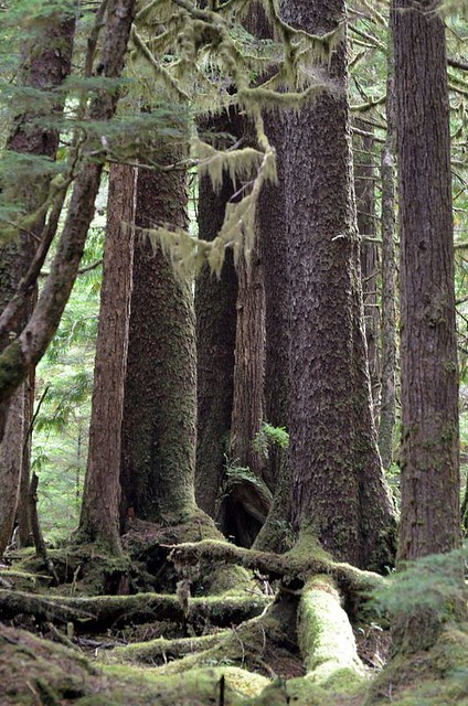 Government Creek Old Growth Forest - Morseby Island, Haida Gwaii, British Columbia, Canada.