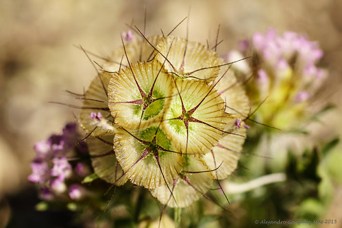 Scabiosa stellata. Biar (Alicante) by Alejandro González i Mas, Scabiosa stellata con sus capitulos florales en forma de estrella.
Cardeta
Farolitosnaturaleza flowe