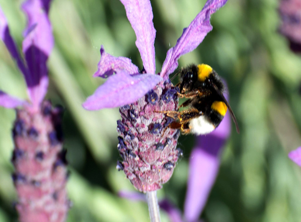 Bee on Purple Flower