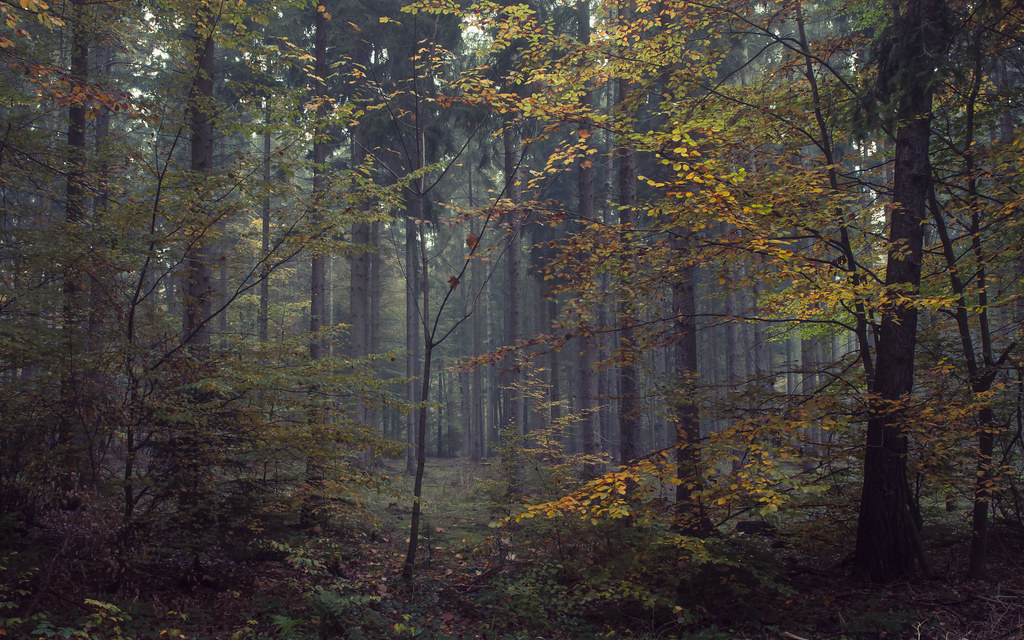 A view with forest, fog and some autumn | Jerdess | Flickr