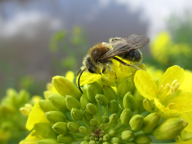 Honingbij / Honey bee