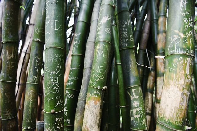 bamboo jungle graffiti