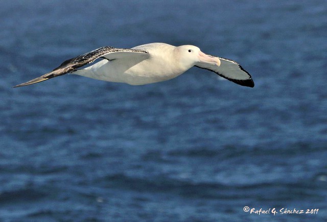 Wandering albatros - Grand albatros - Albatros errante -  Diomedea exulans