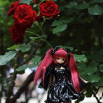 バラ祭り　Red037