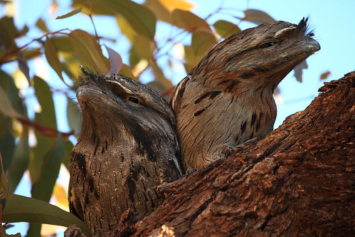 bird native wildlife australia tawnyfrogmouth