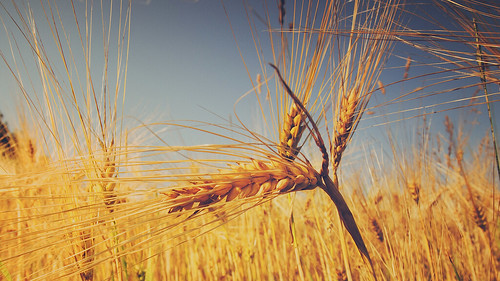 summer field barley sommer olympus explore ruhrgebiet gerste epl5