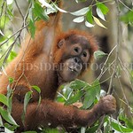 26649 Young Sumatran orangutans (Pongo abelii) get exercise & forest life training at Frankfurt Zoological Society Reintroduction Centre, Jambi, Sumatra, Indonesia
