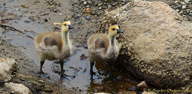 Goose Chicks at the beach