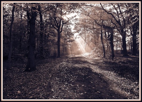Walk in the Woods | by alphonso49uk