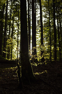 Silhouette of a tree (Hirschgarten)