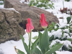 Early tulips, late snow