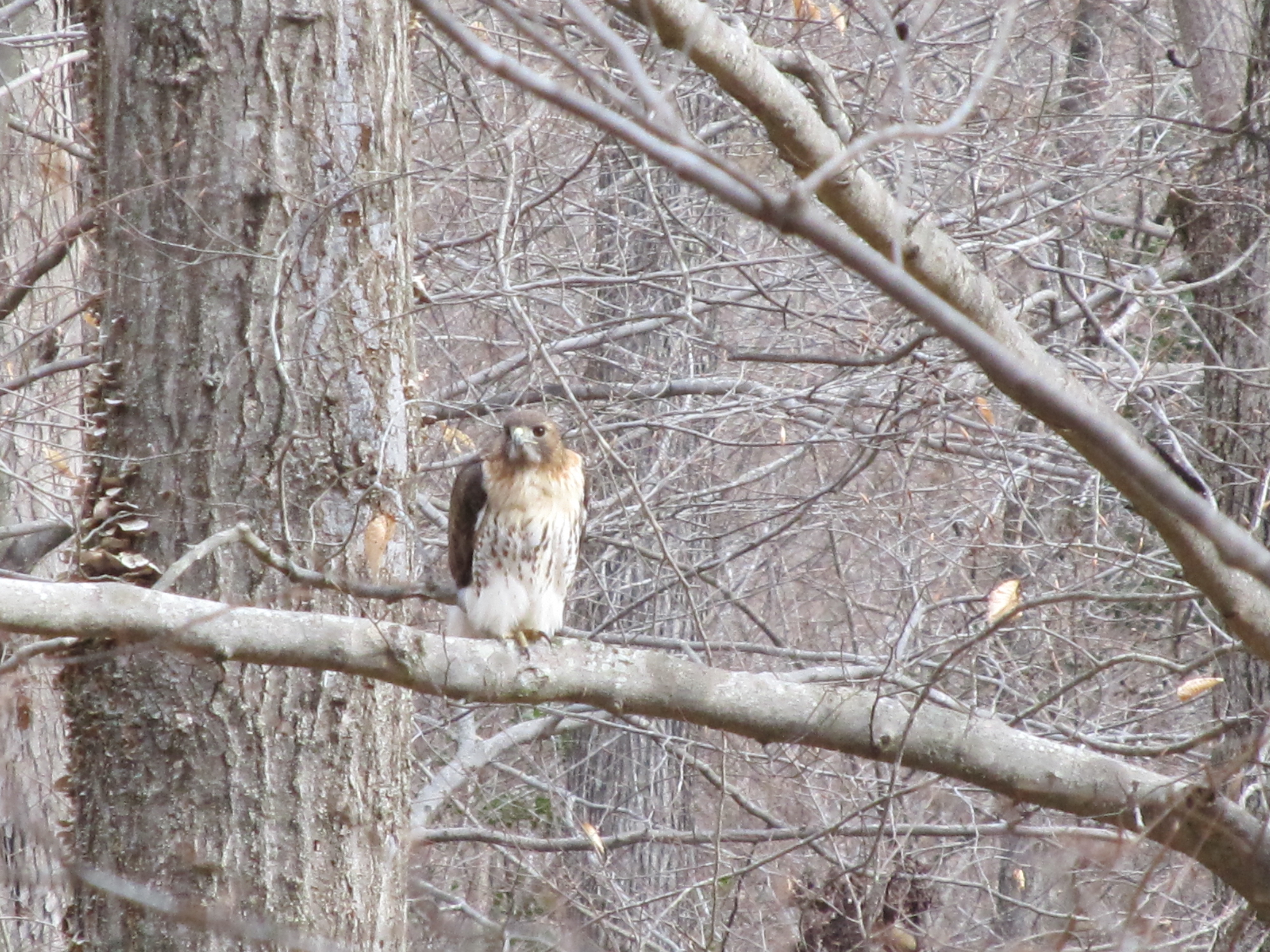 Hawk at Pocahontas State Park in the winter