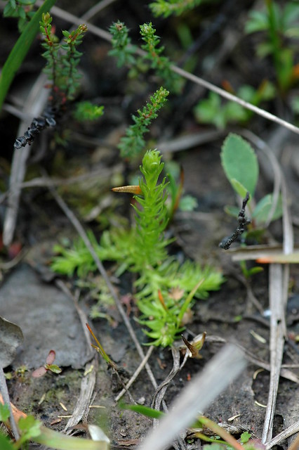 Lycopodiella inundata (Marsh club moss / Moeraswolfsklauw)