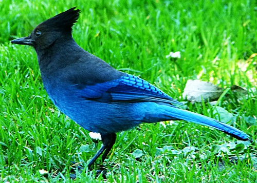 31. Stellar's Jay | My last photo of the 365 Days in Colour … | Flickr