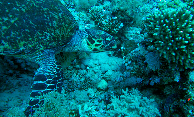 Hawksbill Turtle, (Explored) Eretmochelys imbricata, Tiran Island, Red Sea 1