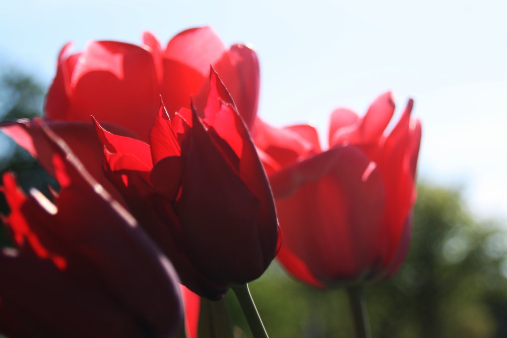 Shine-through tulips