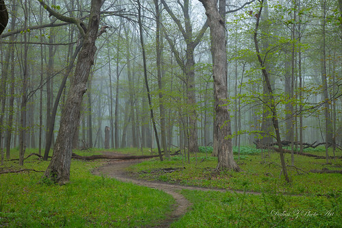 morning fog canonef24105mmf4lisusm potawatomiwoods canoneos6d