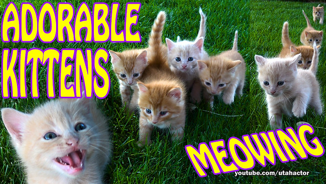 Adorable Kittens Meowing on Grass