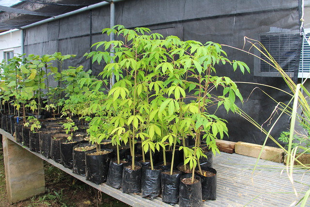 Ceiba pentandra seedlings