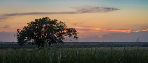 sunset sky tree grass texas tx canyon fields plains