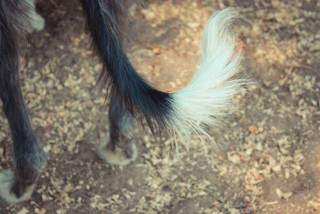 36/52 the tail.