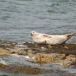 common seal (Phoca vitulina)