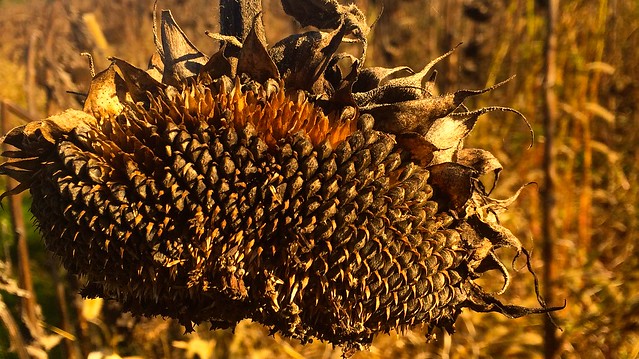 sunflower :: pope farm conservancy