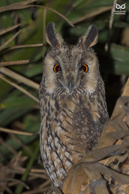 Bufo-pequeno, Long-eared Owl (Asio otus)