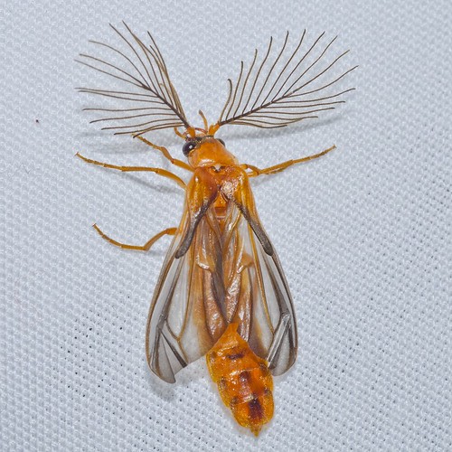 macro insect nikon beetle escarabajo glowworm insecto macrophotography coleoptera phengodidae d7000