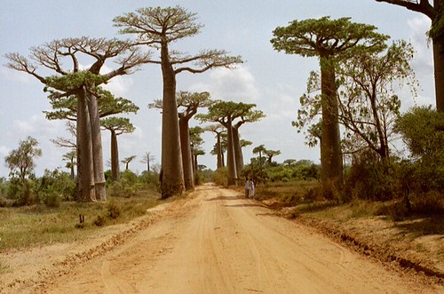 baobab