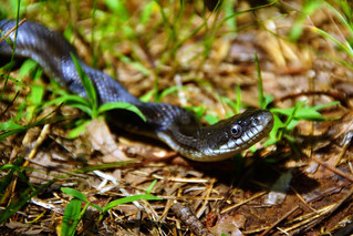 162/365: Black Rat Snake (Pantherophis obsoletus) at Crockett Park, Midland, Virginia | by Stephen Little