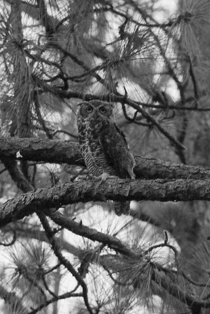 Great Horned Owl, 1980