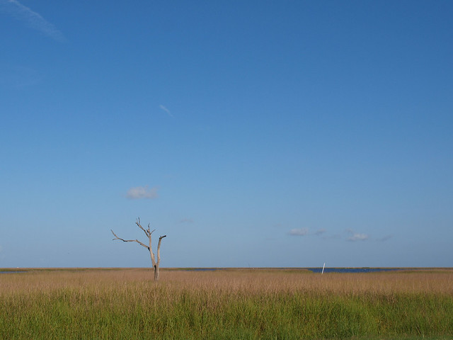 Port Fourchon Louisiana small port on the southern tip of Louisiana near the Gulf of Mexico 2013 Tree in the marsh