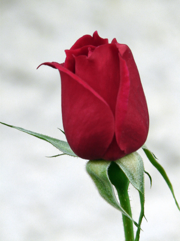 a red rose